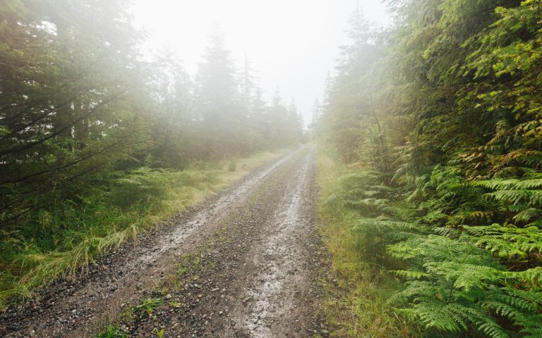 A foggy forest with a dirt road, maintained by Snoqualmie Landscaping and Hauling Services.