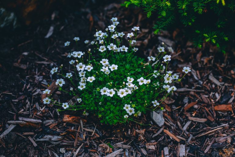 Small white flowers growing in the ground, enhanced by Bellevue Landscaping Services.