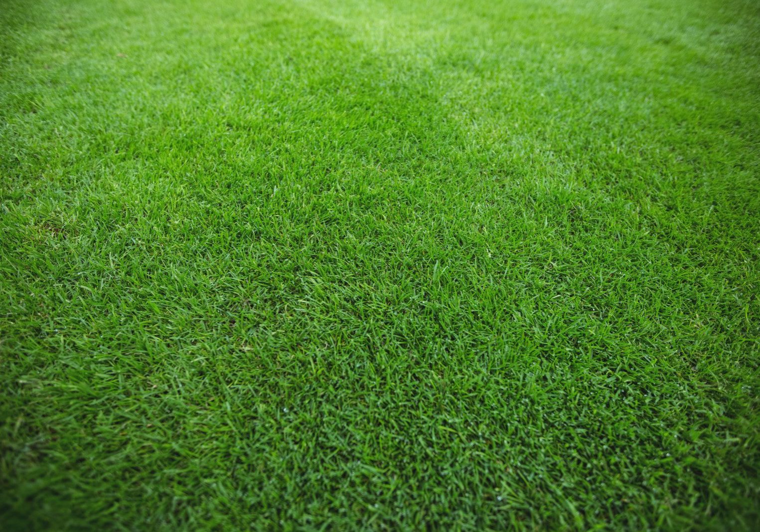 A close up of a green grass field showcasing the beautiful landscaping.